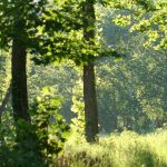 Forest Bathing- August 26