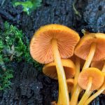Western PA Mushroom Club Monthly Meeting